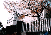建物桜写真